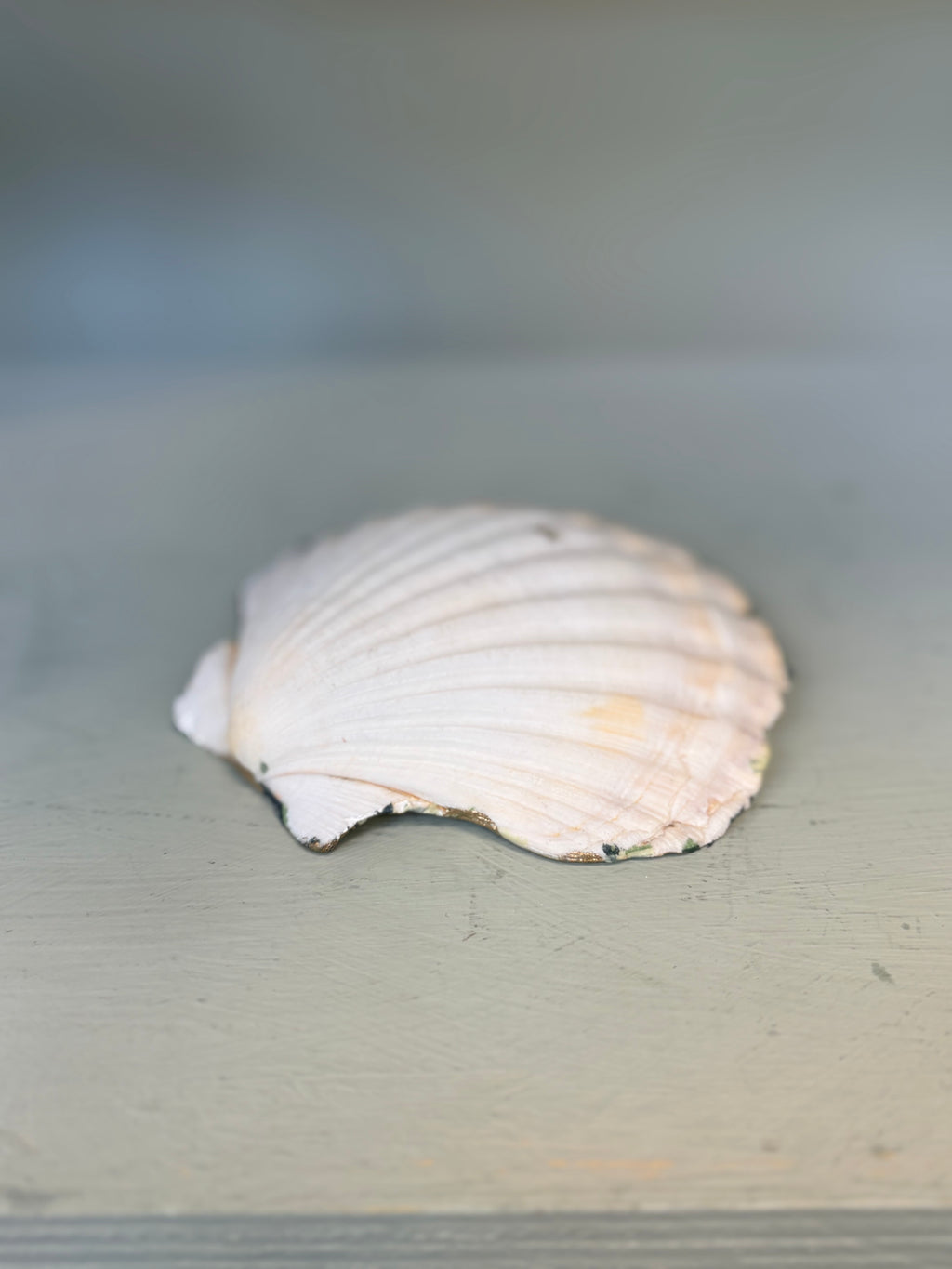 Periwinkle Shells Green Floral Trinket Dish