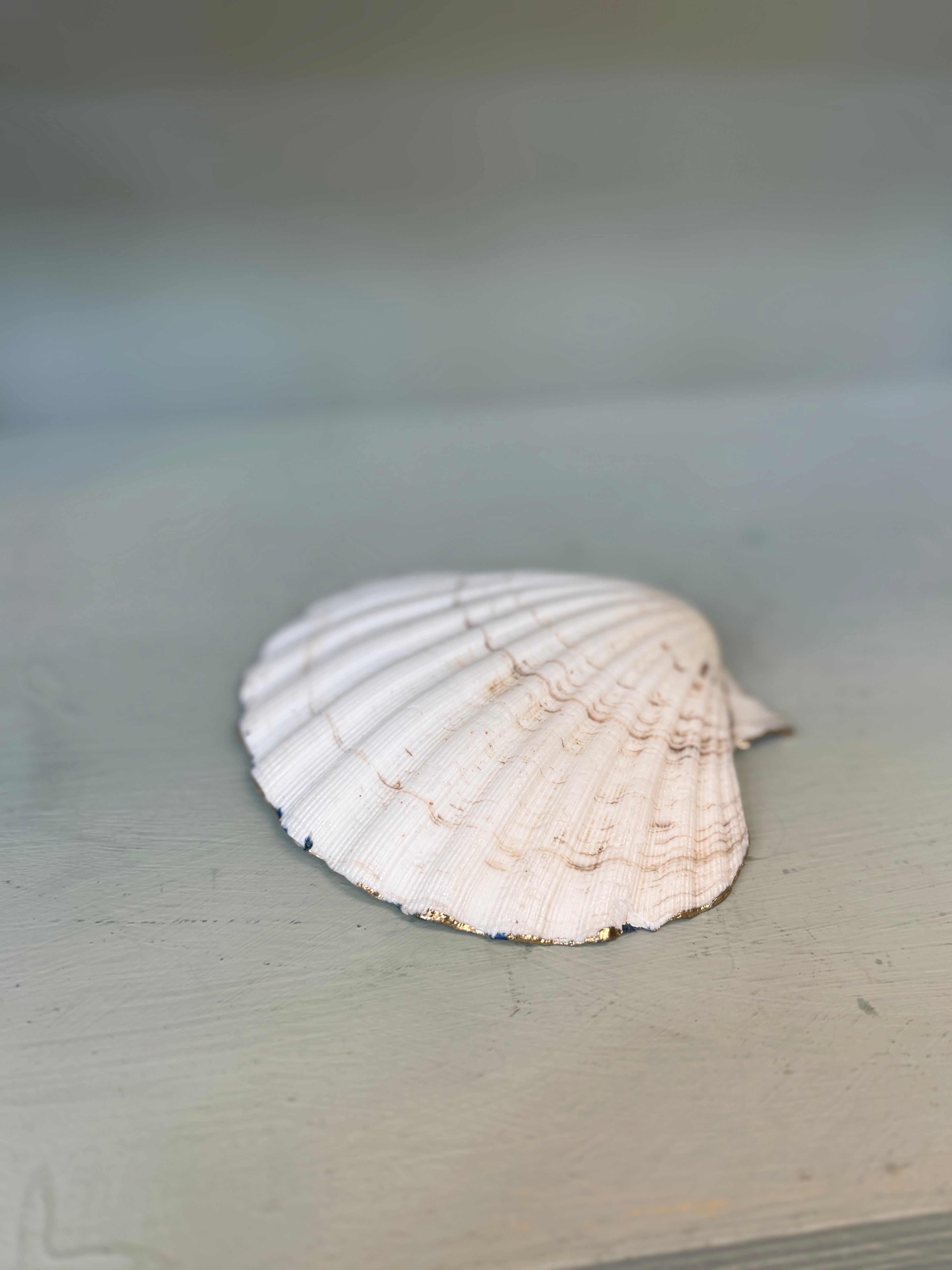 Periwinkle Shells Blue Wave Trinket Dish