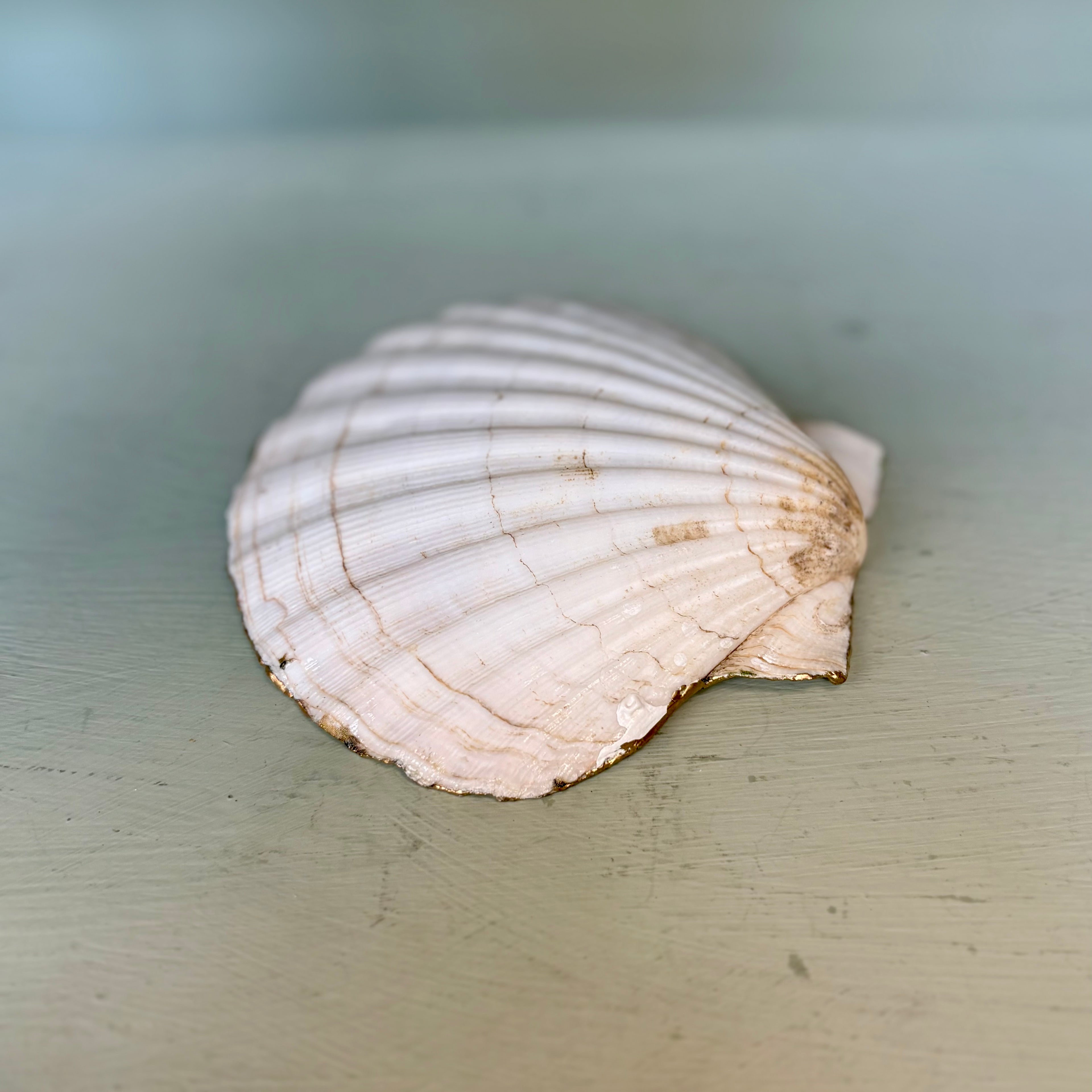 Periwinkle Shells Venus Trinket Dish